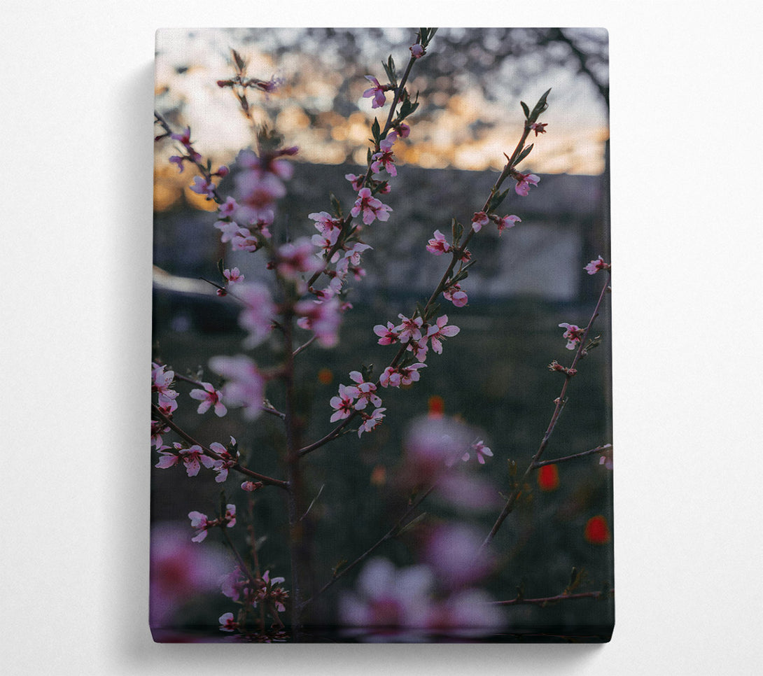  A Canvas Print of Pink Spring Blossoms Canvas Art