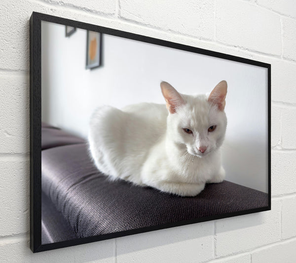 White Cat'S Gaze