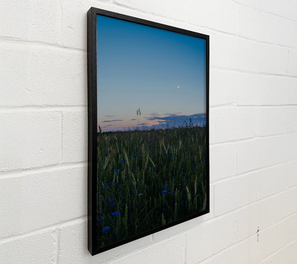 Blue Dusk Field