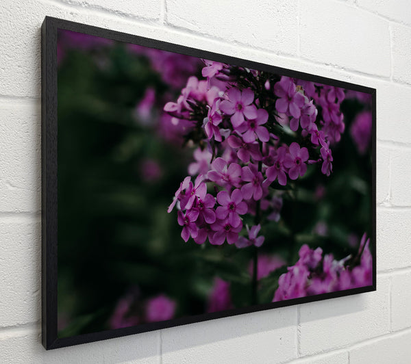 Purple Flower Bloom