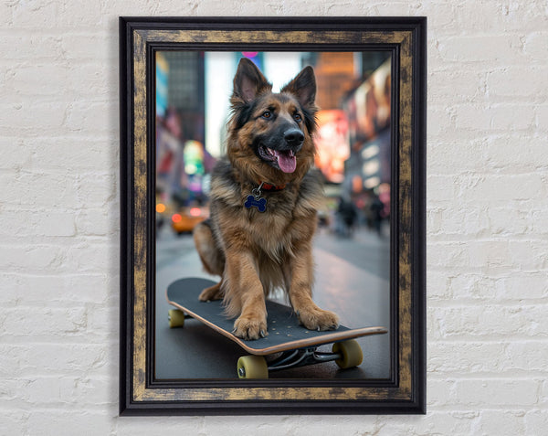 German Shepherd On A Skateboard Framed Print