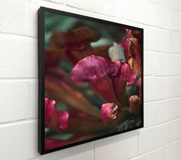 Crimson Pitcher Plant Bloom