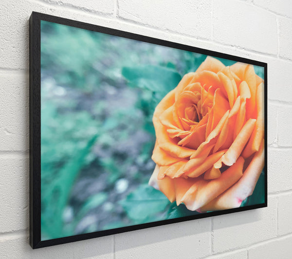 Peach Rose Bloom