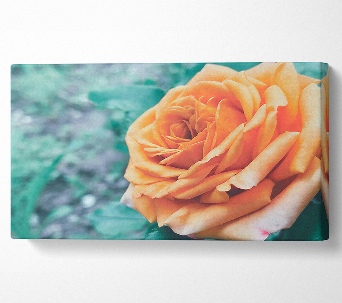  A Canvas Print of Peach Rose Bloom Canvas Wall Art