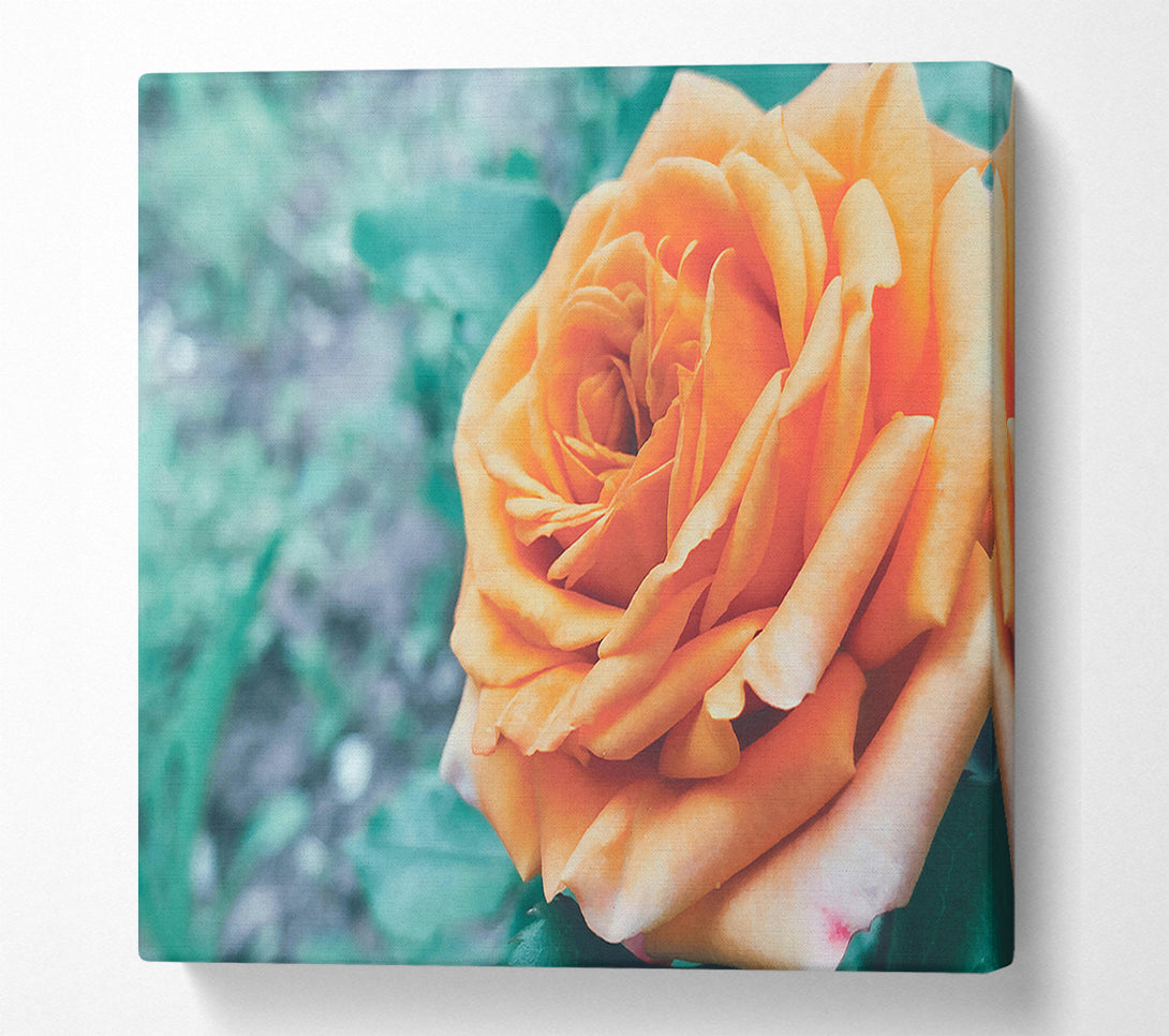  A Canvas Print of Peach Rose Bloom Canvas Wall Art