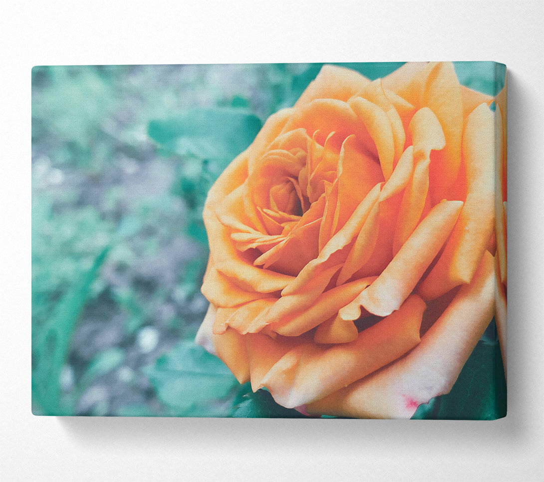  A Canvas Print of Peach Rose Bloom Canvas Wall Art