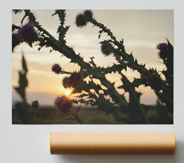 Purple Sunset Thorns Poster