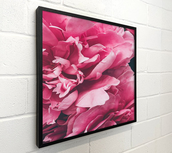 Rose Petal Blush