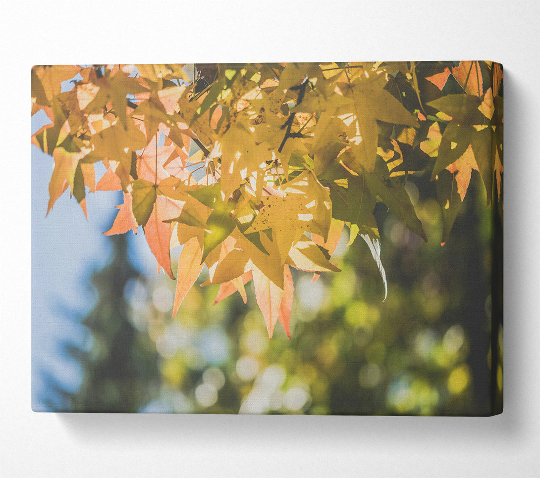  A Canvas Print of Golden Autumn Leaves Canvas Wall Art
