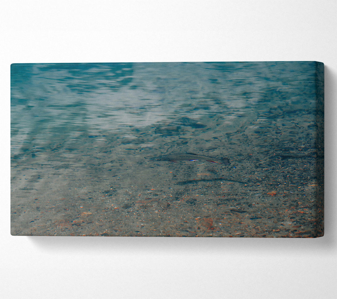  A Canvas Print of Teal Water Trout Canvas Wall Art