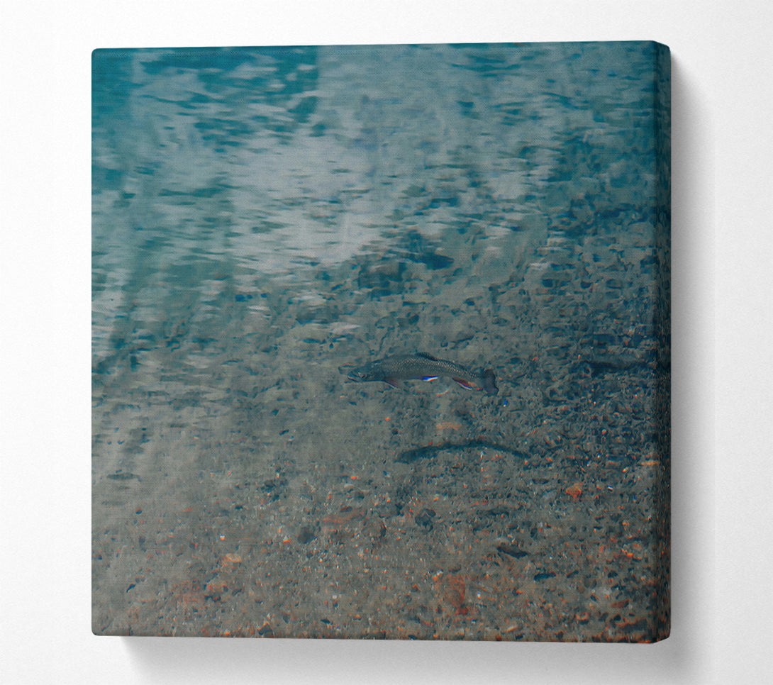  A Canvas Print of Teal Water Trout Canvas Wall Art