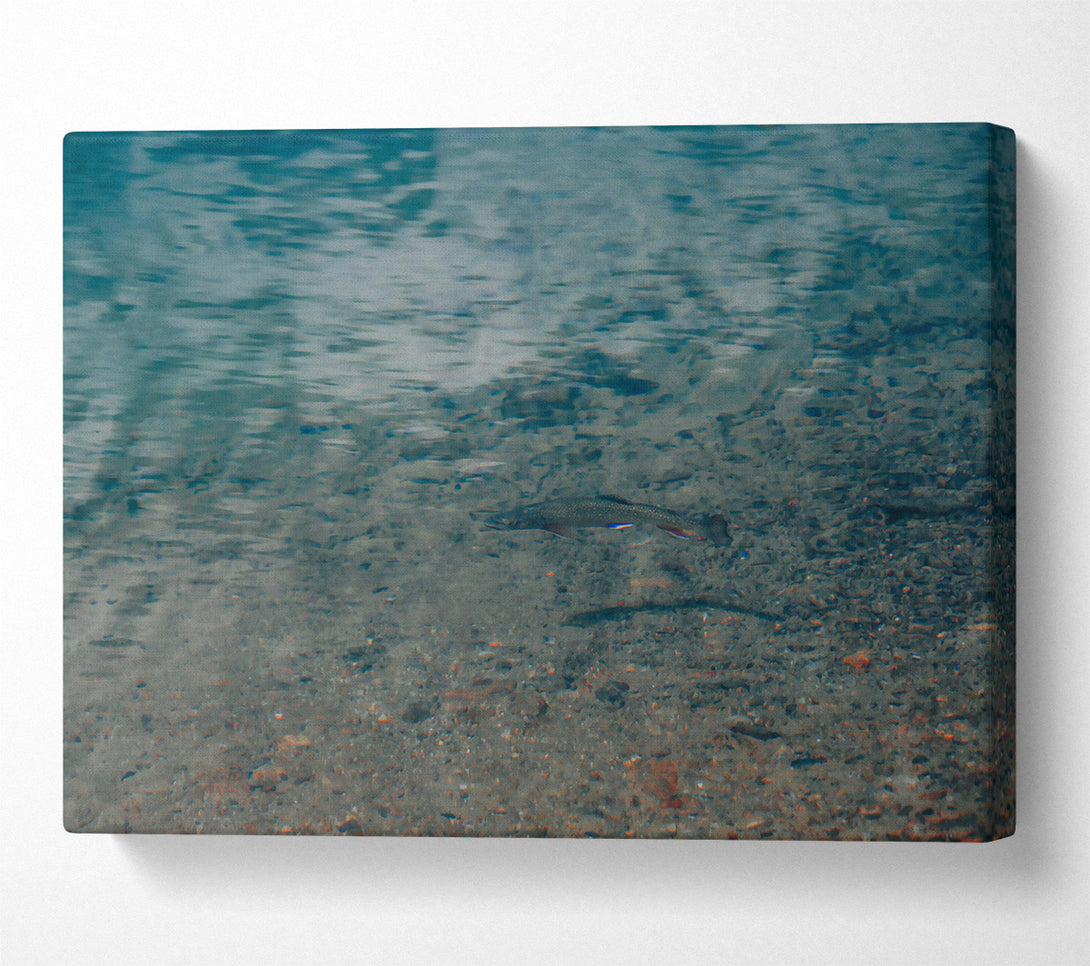  A Canvas Print of Teal Water Trout Canvas Wall Art