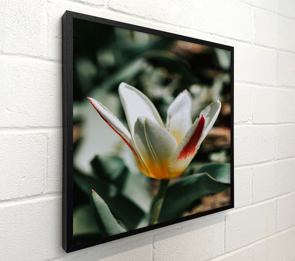 White Tulip With Red Stripe