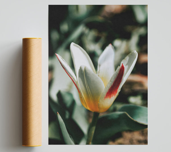 White Tulip With Red Stripe Print