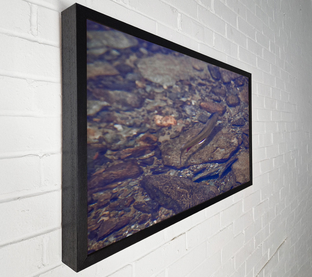  A Canvas Print of Blue River Trout Canvas Wall Art
