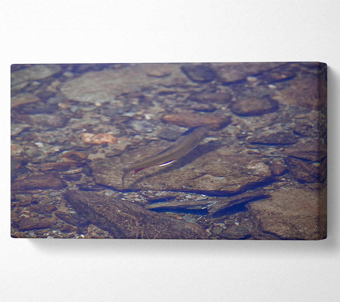  A Canvas Print of Blue River Trout Canvas Wall Art