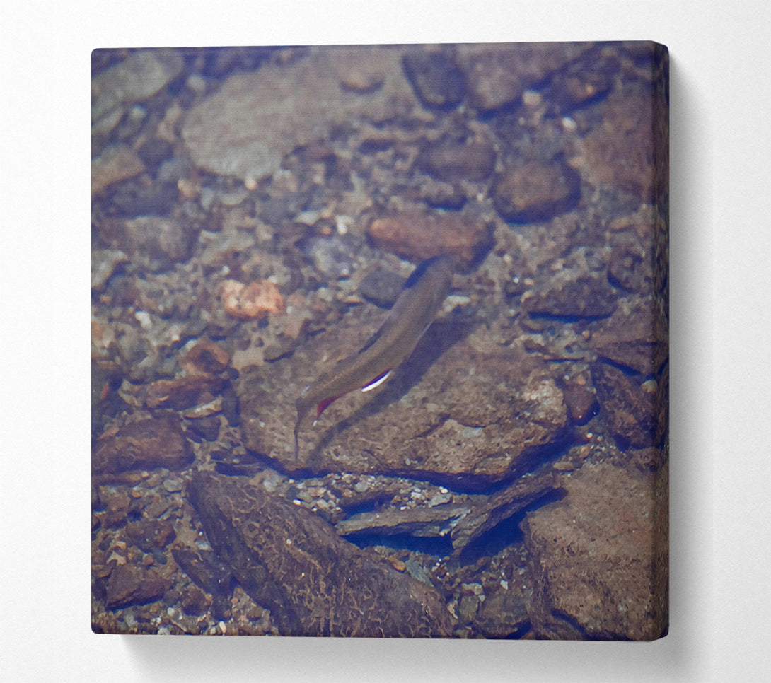  A Canvas Print of Blue River Trout Canvas Wall Art