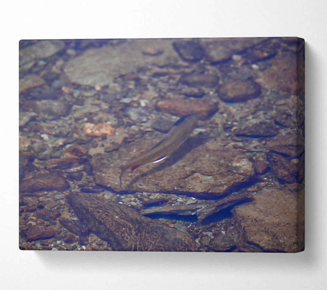  A Canvas Print of Blue River Trout Canvas Wall Art