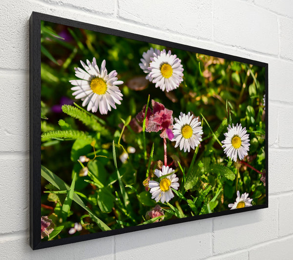 White Daisies In Green