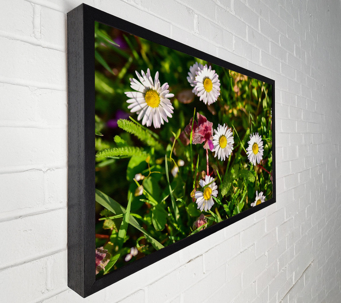  A Canvas Print of White Daisies In Green Canvas Wall Art