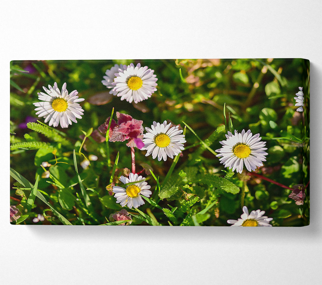  A Canvas Print of White Daisies In Green Canvas Wall Art