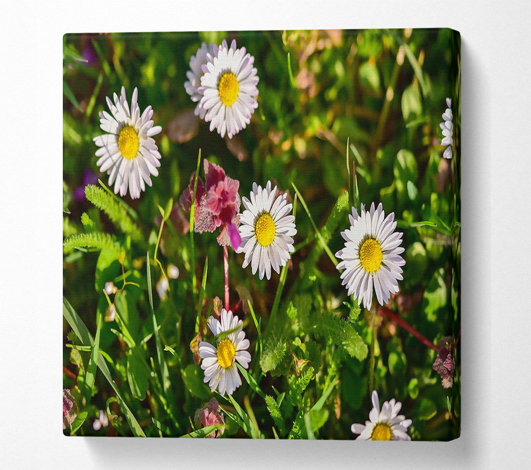  A Canvas Print of White Daisies In Green Canvas Wall Art