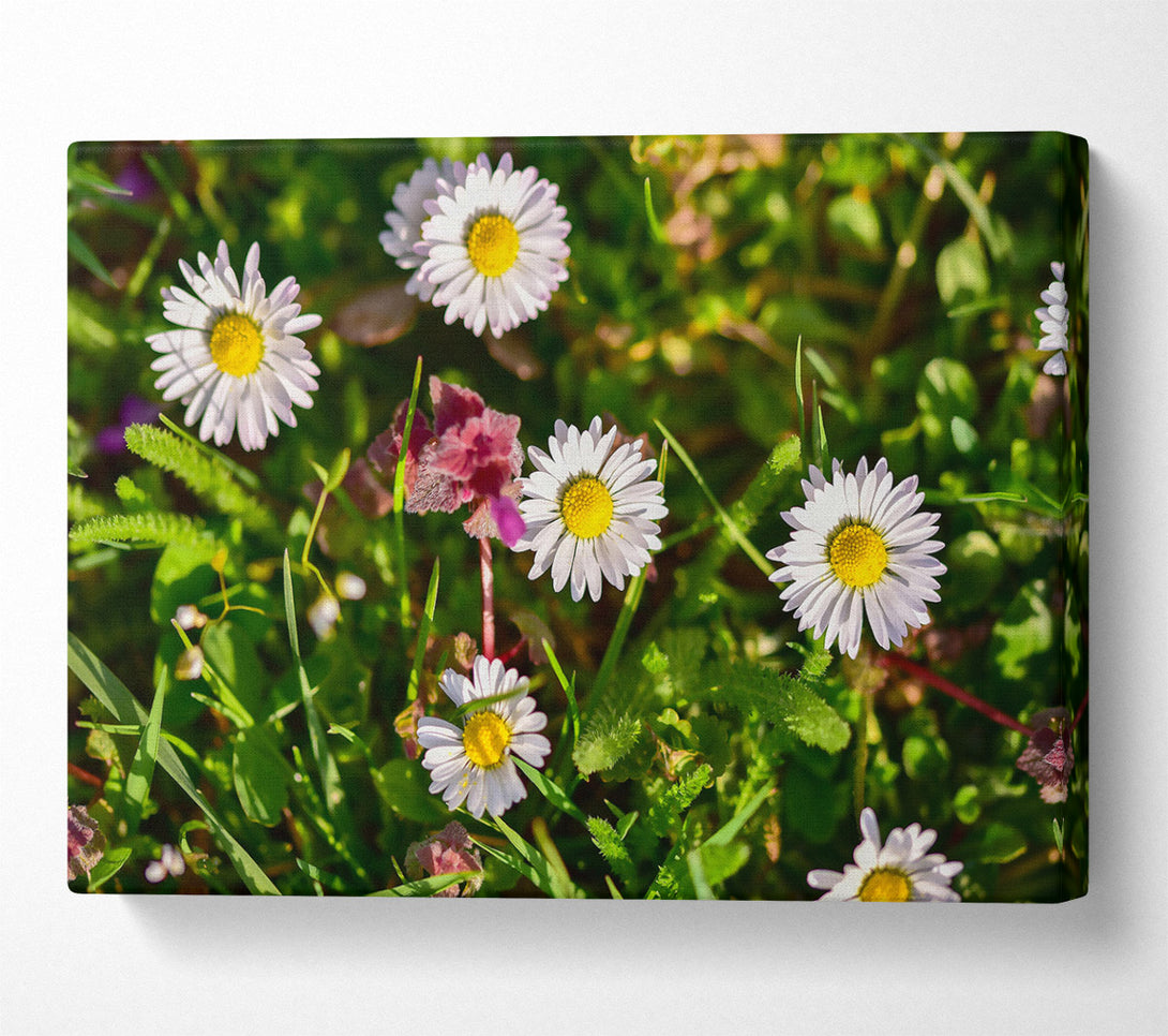  A Canvas Print of White Daisies In Green Canvas Wall Art