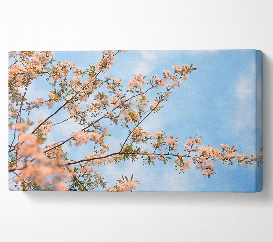  A Canvas Print of Soft Pink Blossoms Canvas Print