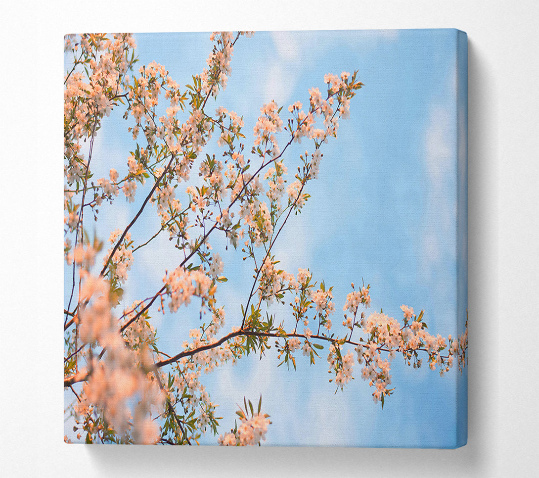  A Canvas Print of Soft Pink Blossoms Canvas Print