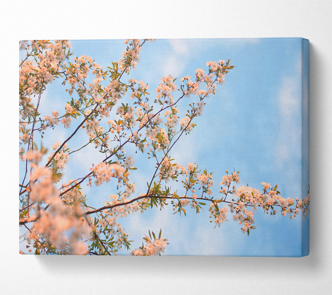  A Canvas Print of Soft Pink Blossoms Canvas Print