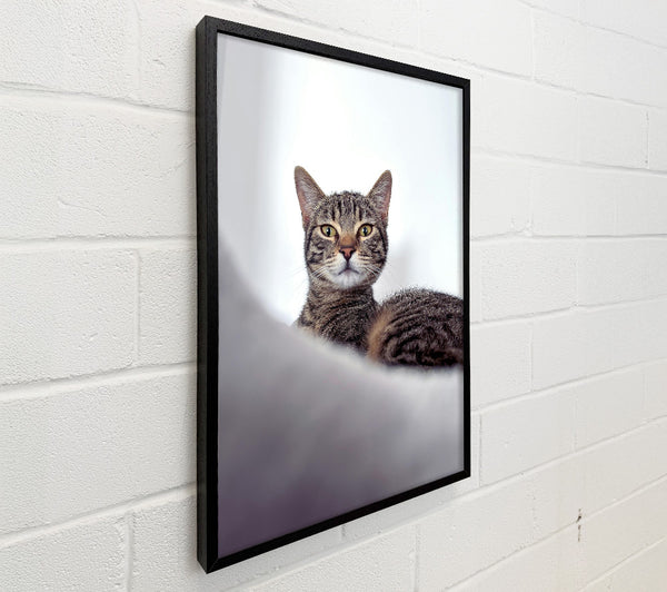 Silver Tabby Stare