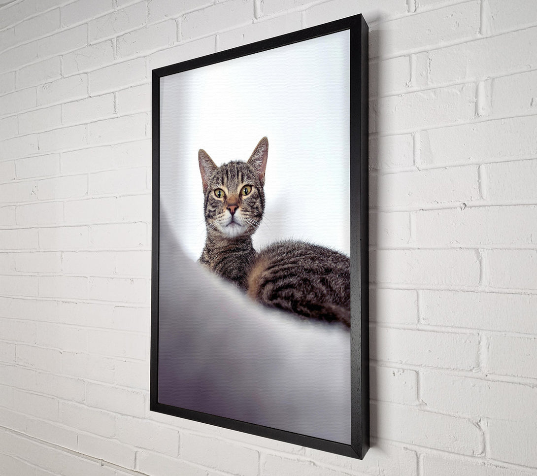  A Canvas Print of Silver Tabby Stare Canvas Print