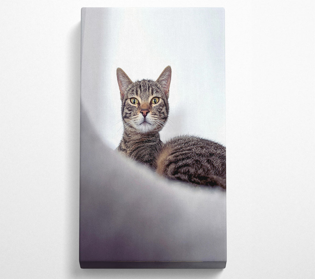  A Canvas Print of Silver Tabby Stare Canvas Print