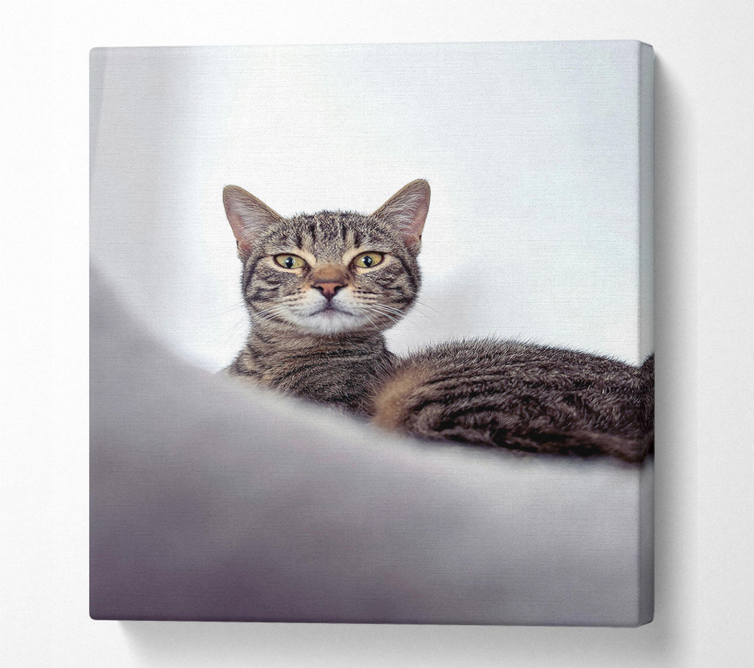  A Canvas Print of Silver Tabby Stare Canvas Print