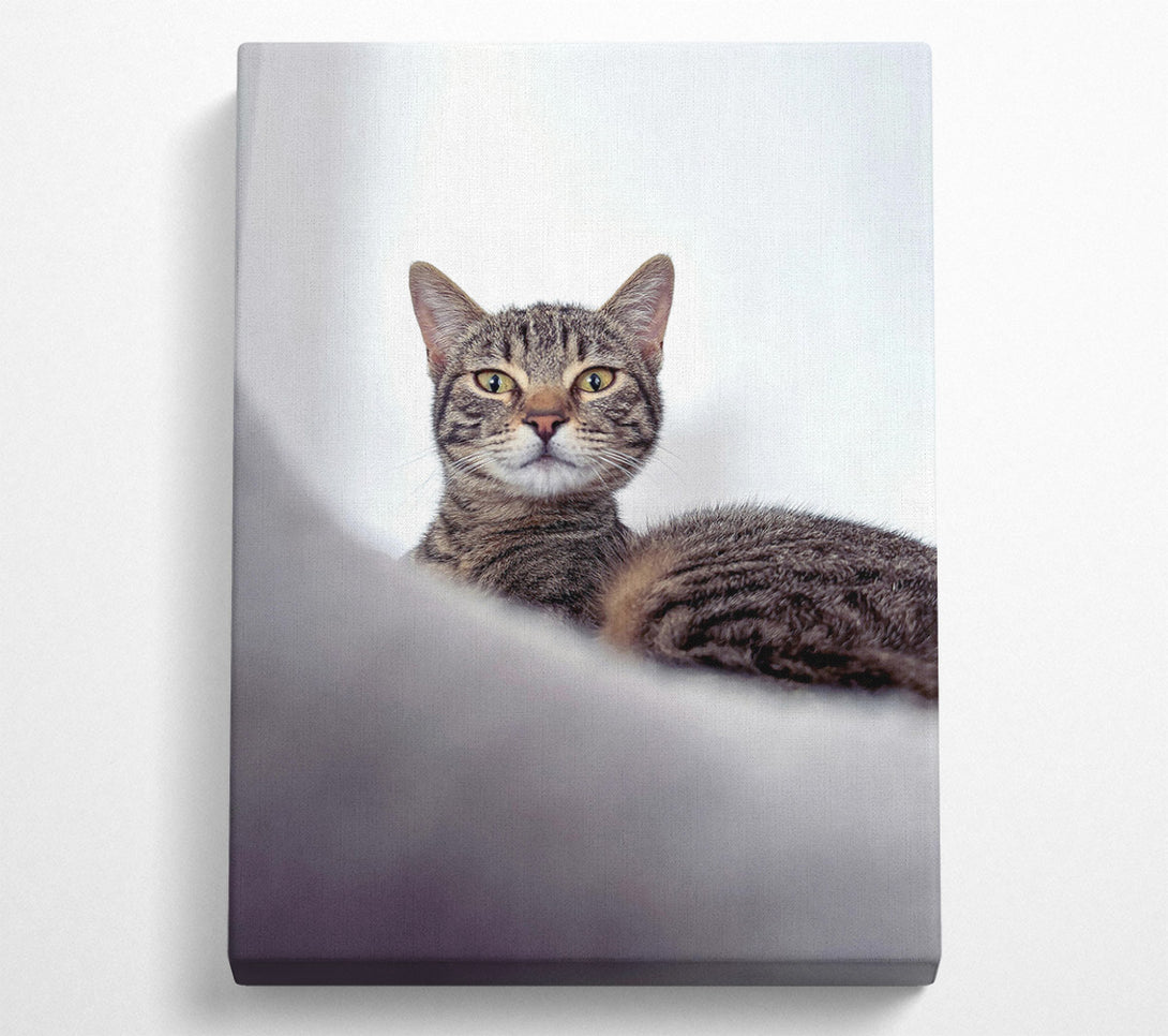  A Canvas Print of Silver Tabby Stare Canvas Print