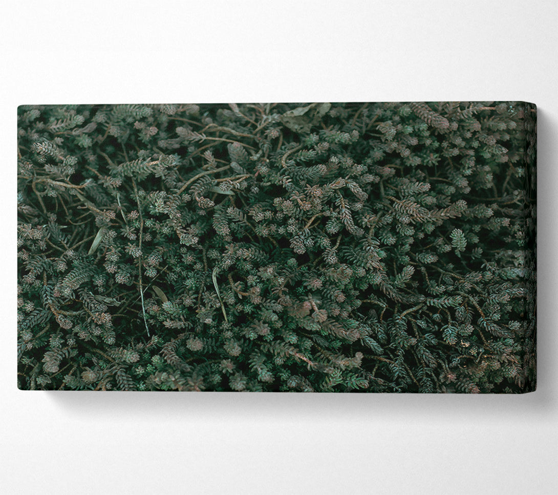  A Canvas Print of Emerald Forest Floor Canvas Art
