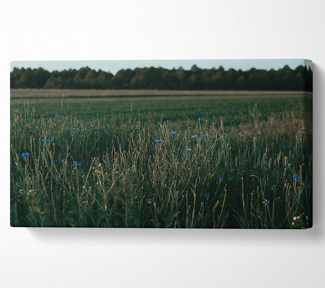  A Canvas Print of Blue Blooms In Green Fields. Canvas Art