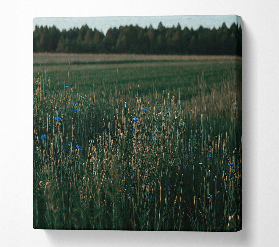  A Canvas Print of Blue Blooms In Green Fields. Canvas Art