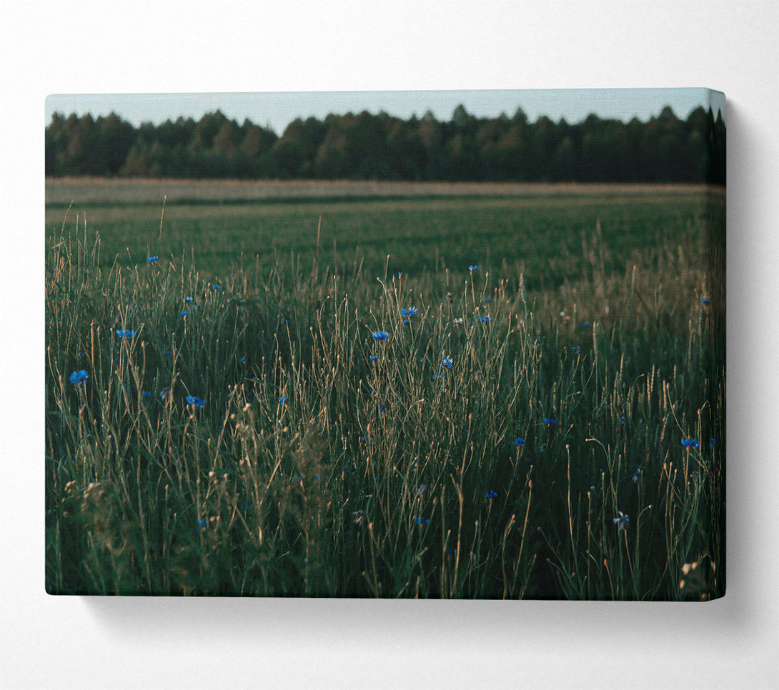  A Canvas Print of Blue Blooms In Green Fields. Canvas Art