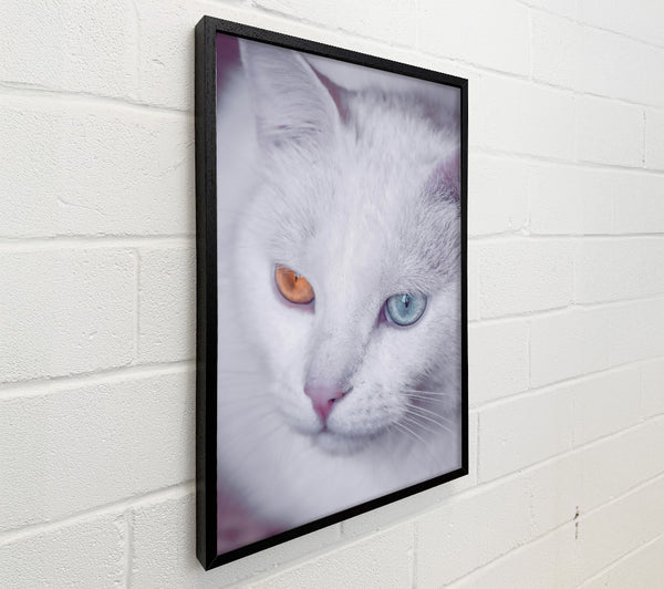 White Cat With Blue Eye.