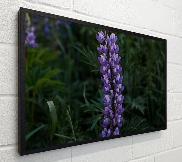 Purple Bloom In Green