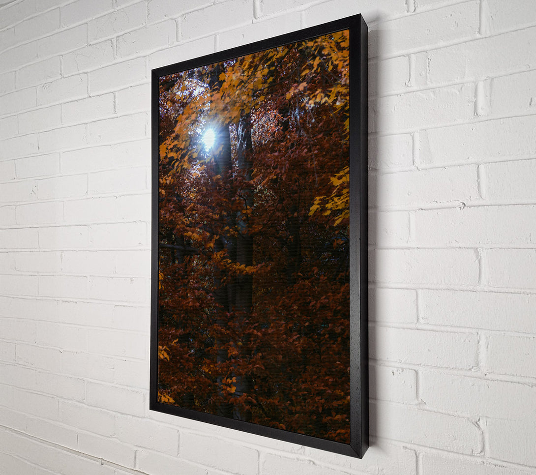  A Canvas Print of Golden Sun Through Leaves Canvas Print