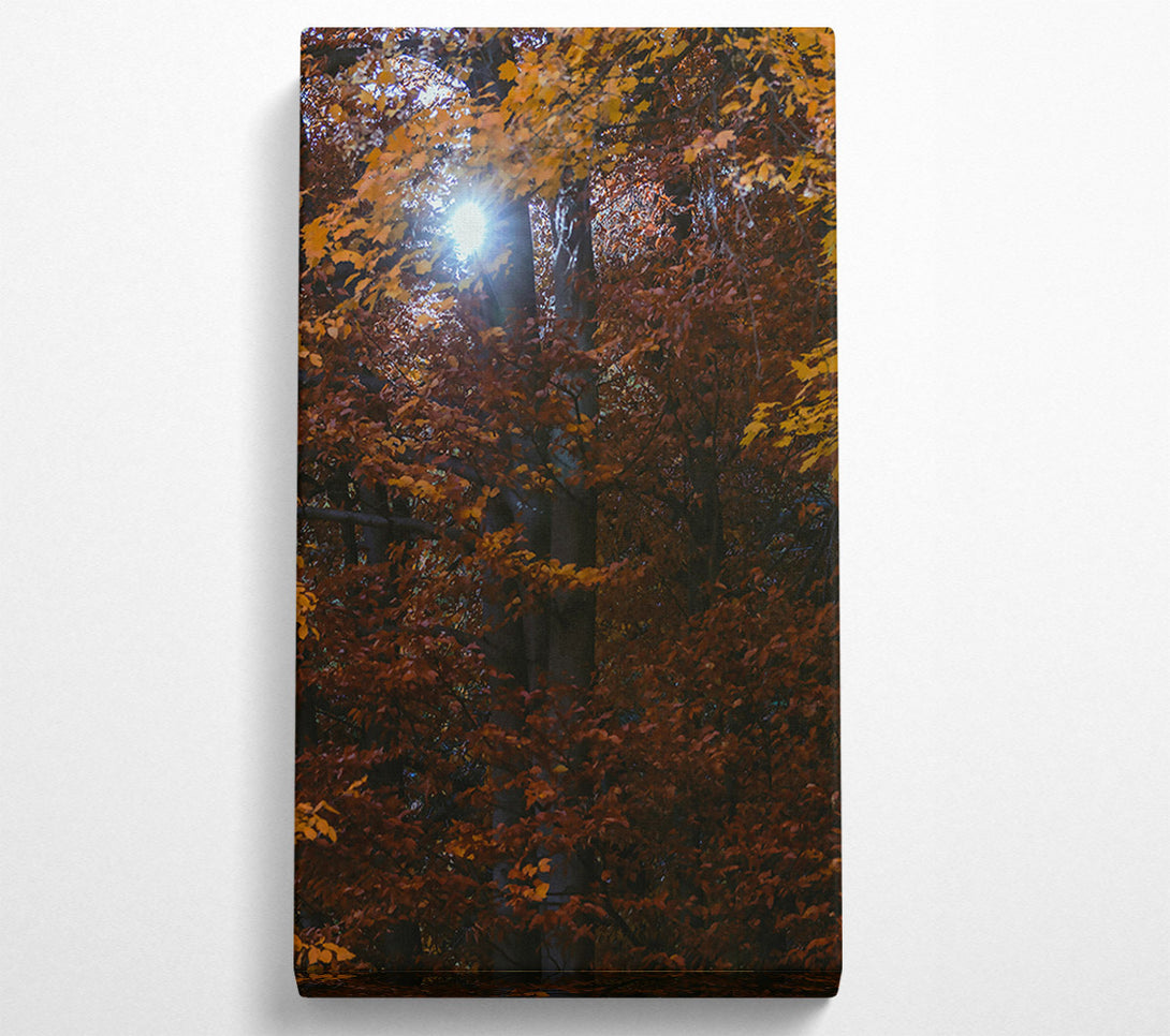  A Canvas Print of Golden Sun Through Leaves Canvas Print