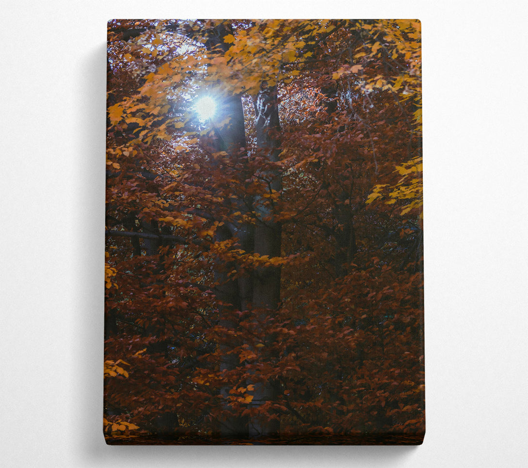  A Canvas Print of Golden Sun Through Leaves Canvas Print
