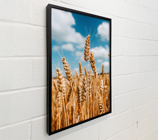 Golden Wheat Field
