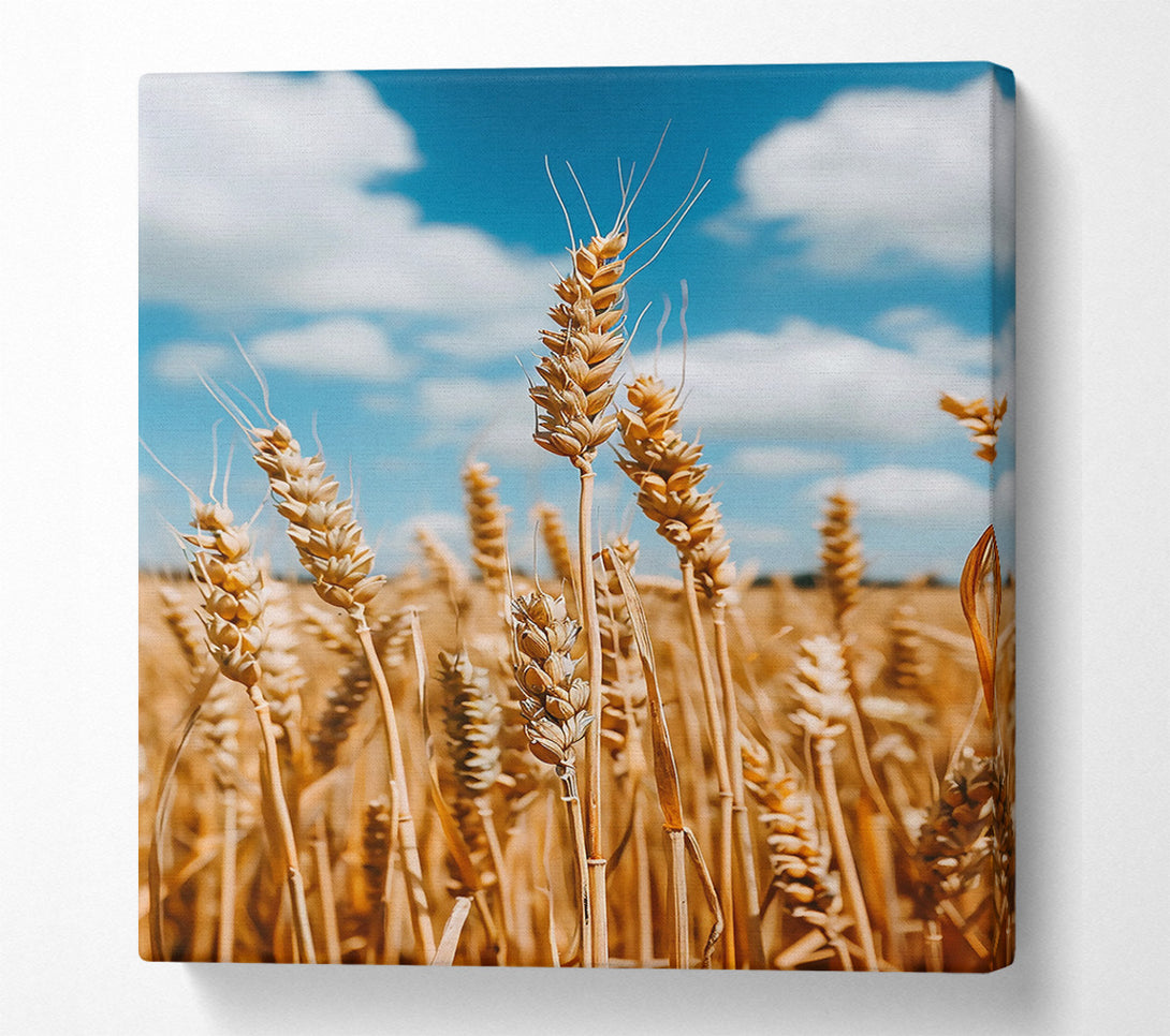  A Canvas Print of Golden Wheat Field Canvas Wall Art