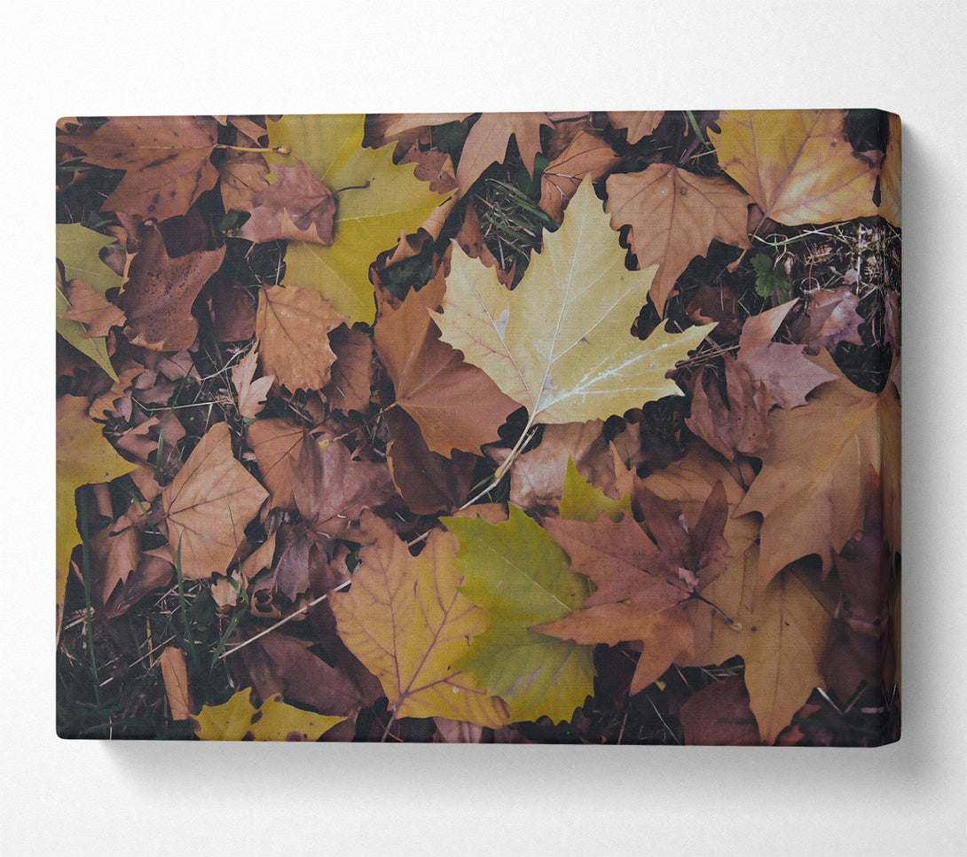  A Canvas Print of Golden Autumn Leaves Canvas Wall Art