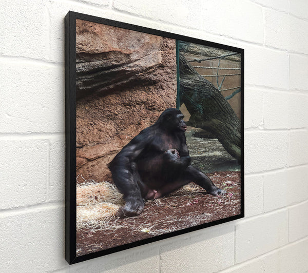 Black Ape Contemplation