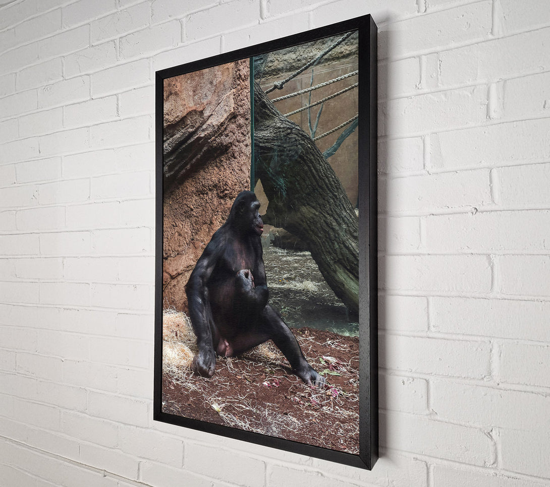  A Canvas Print of Black Ape Contemplation Canvas Wall Art