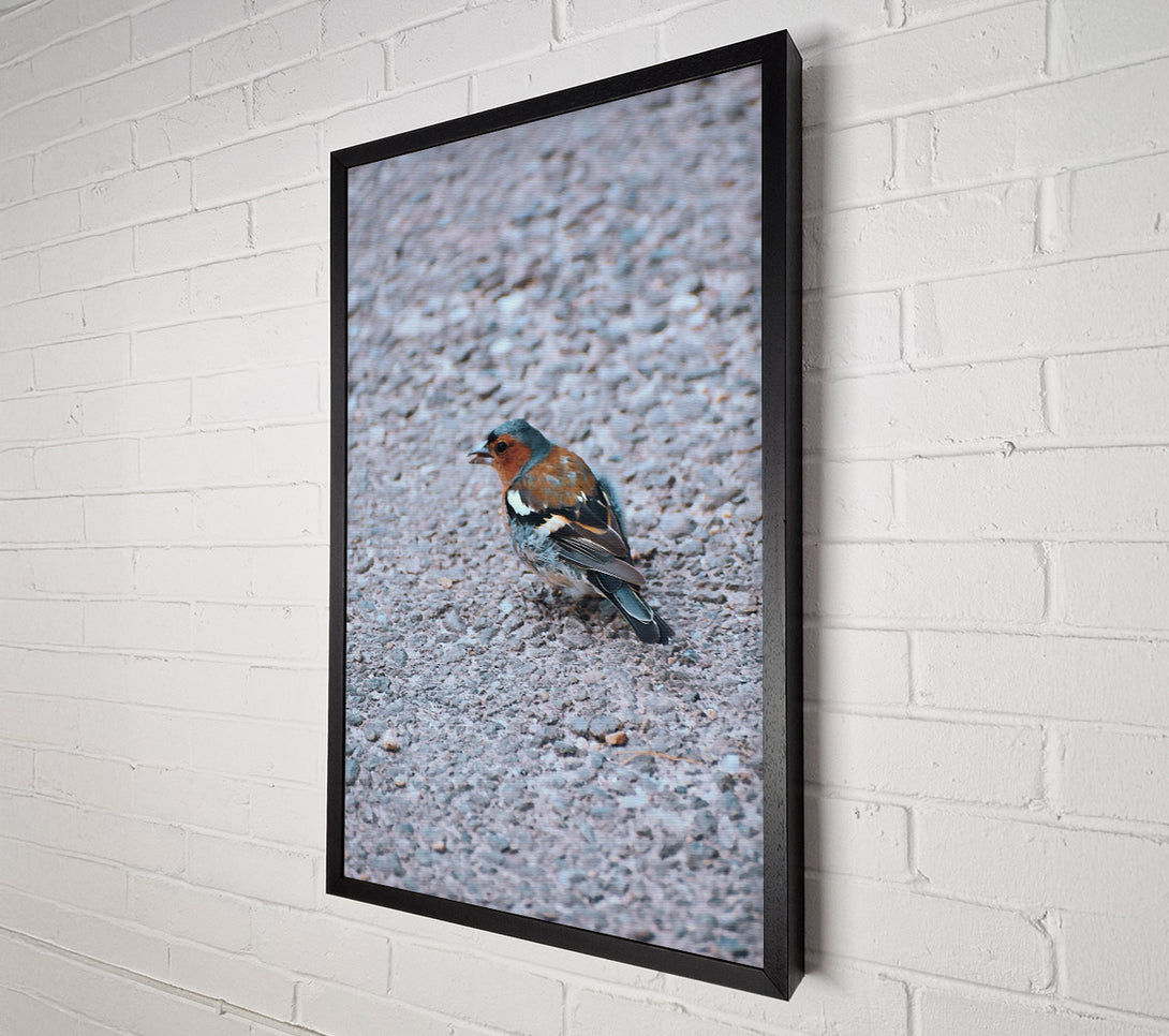  A Canvas Print of Blue Bird On Gravel Canvas Wall Art